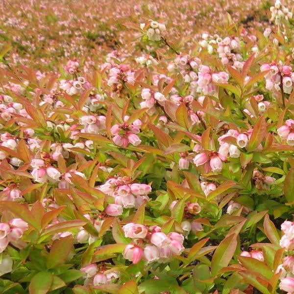Blueberry 'Wild Brunswick' Lowbush - Vaccinium angustifolium 'Brunswick' - 2 Gallon Pot