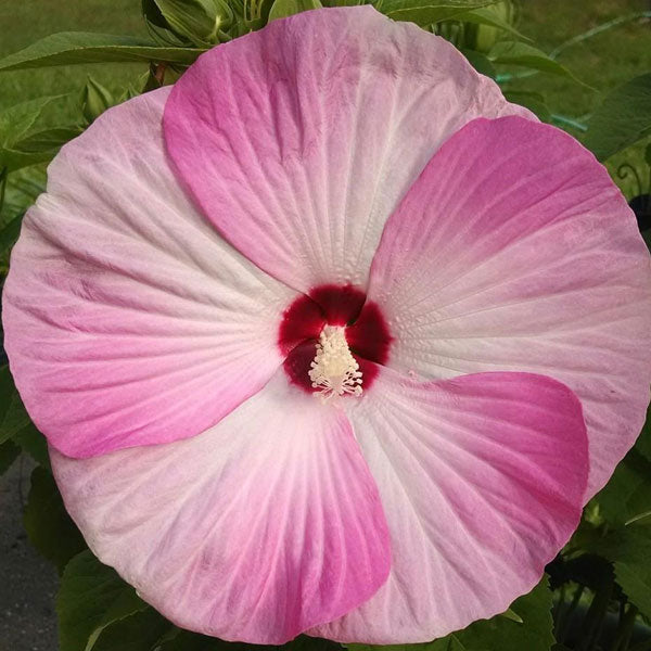 Hibiscus 'Luna Pink Swirl'