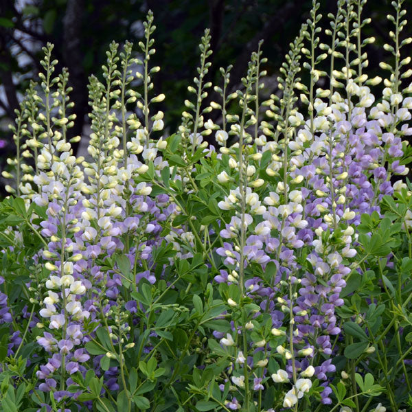 Baptisia 'Lunar Eclipse'