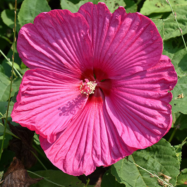 Hibiscus 'Luna Rose' - 2 Gallon Pot