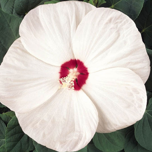 Hibiscus 'Luna White'