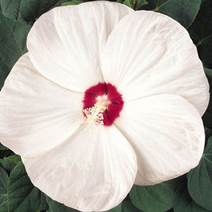 Hibiscus 'Luna White' - 2 Gallon Pot