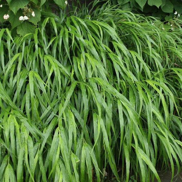 Hakonechloa macra - 1 Gallon Pot