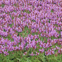Load image into Gallery viewer, Prunella vulgaris &#39;Magdalena&#39;
