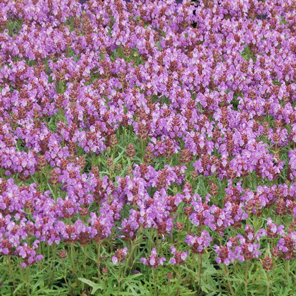 Prunella vulgaris 'Magdalena'