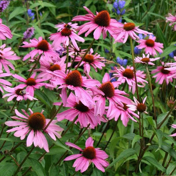 Echinacea 'Magnus' - 2 Gallon Pot