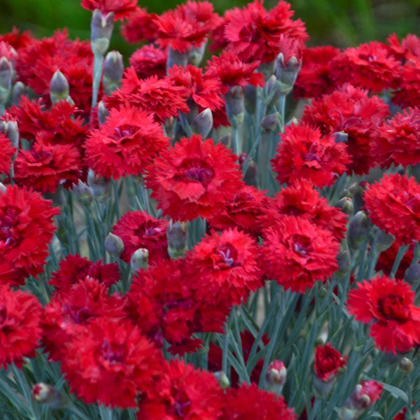 Dianthus FRUIT PUNCH® 'Maraschino Cherry' - 1 Gallon Pot