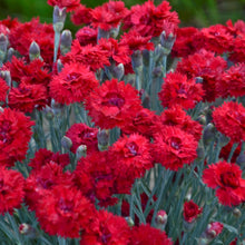 Load image into Gallery viewer, Dianthus FRUIT PUNCH® &#39;Maraschino Cherry&#39; - 1 Gallon Pot
