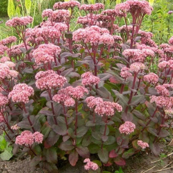 Sedum 'Matrona' - 2 Gallon Pot