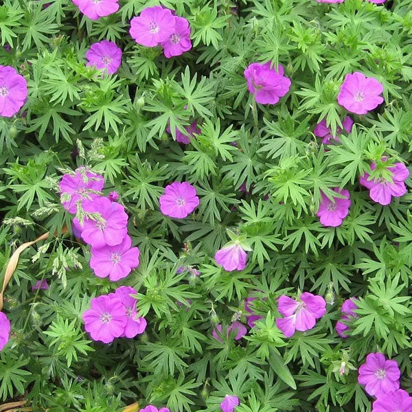 Geranium sanguineum 'Max Frei'