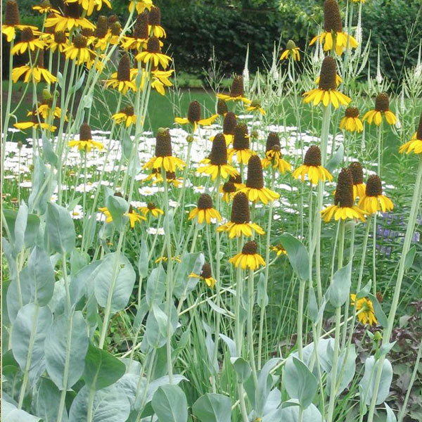 Rudbeckia maxima