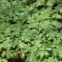 Load image into Gallery viewer, Podophyllum peltatum &#39;May Apple&#39; - 1 Gallon Pot
