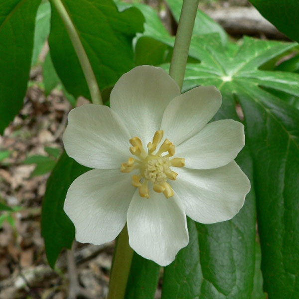 Podophyllum peltatum 'May Apple' - 1 Gallon Pot