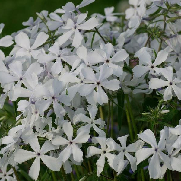 Phlox divaricata 'May Breeze' - 1 Gallon Pot