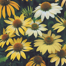 Load image into Gallery viewer, Echinacea &#39;Mellow Yellows&#39; - 2 Gallon Pot
