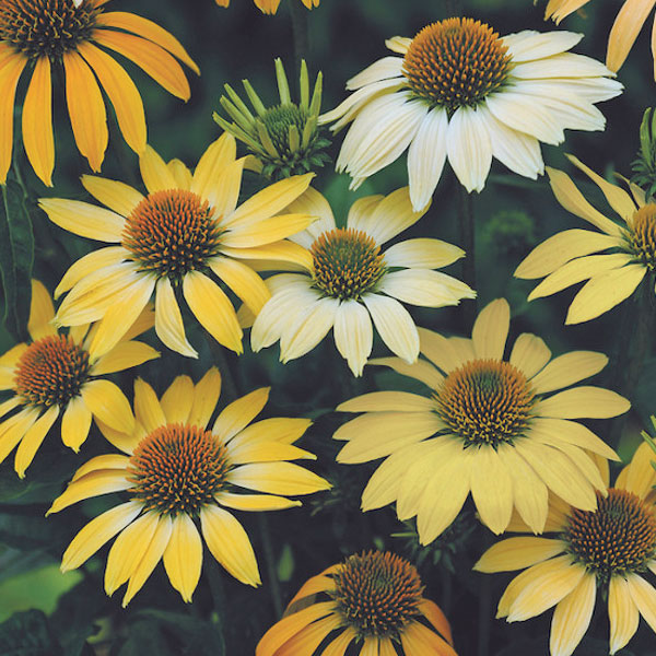 Echinacea 'Mellow Yellows' - 2 Gallon Pot