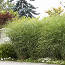 Load image into Gallery viewer, Miscanthus &#39;Gracillimus&#39; - 3 Gallon Pot
