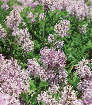 Syringa - Lilac Bush  'Miss Kim' - 3 Gallon Pot