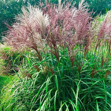 Load image into Gallery viewer, Miscanthus &#39;Malepartus&#39; - 3 Gallon Pot
