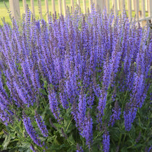 Load image into Gallery viewer, Salvia nemorosa &#39;East Friesland&#39; - 2 Gallon Pot
