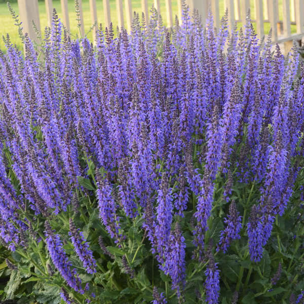 Salvia nemorosa 'East Friesland' - 2 Gallon Pot