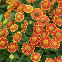Load image into Gallery viewer, Helenium autumnale &#39;Bandera&#39; - 2 Gallon Pot
