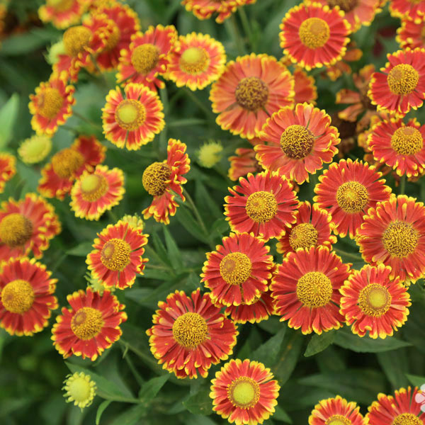 Helenium autumnale 'Bandera' - 2 Gallon Pot