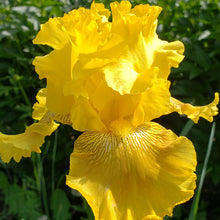 Load image into Gallery viewer, Iris germanica &#39;Spirit of Memphis&#39; - 1 Gallon Pot

