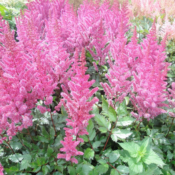 Astilbe chinensis 'Maggie Daly' - 2 Gallon