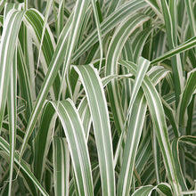 Load image into Gallery viewer, Miscanthus &#39;Cabaret&#39; - 3 Gallon Pot
