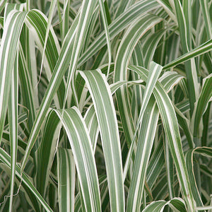 Miscanthus 'Cabaret' - 3 Gallon Pot