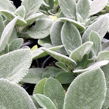 Load image into Gallery viewer, Stachys byzantina &#39;Helen Von Stein&#39; - 2 Gallon Pot
