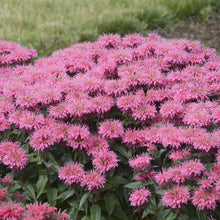 Load image into Gallery viewer, Monarda &#39;Bubblegum Blast&#39; -Bee Balm - 2 Gallon Pot
