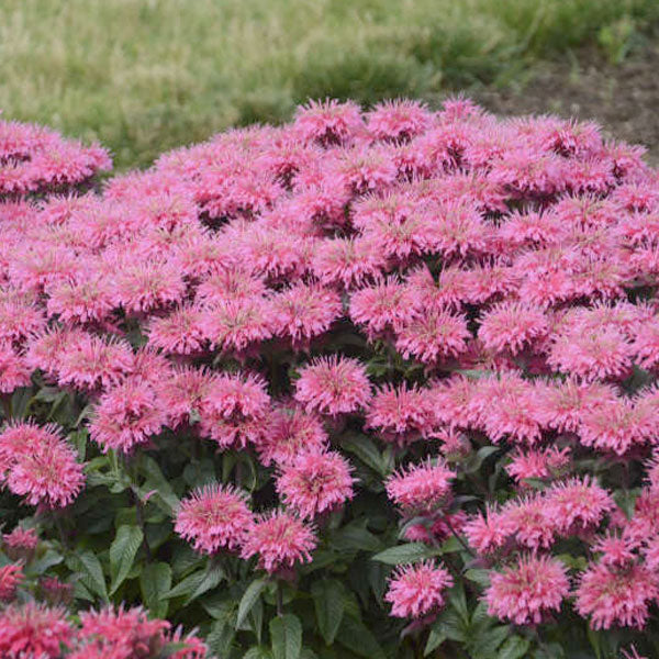 Monarda 'Bubblegum Blast' -Bee Balm - 2 Gallon Pot