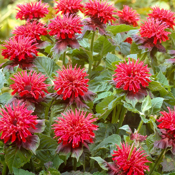 Monarda 'Fireball'