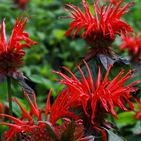 Monarda 'Jacob Cline' -Bee Balm- 2 Gallon Pot