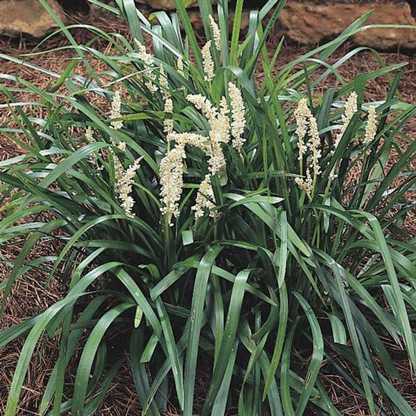 Liriope 'Monroe White' - 1 Gallon Pot