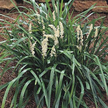 Load image into Gallery viewer, Liriope &#39;Monroe White&#39; - 1 Gallon Pot
