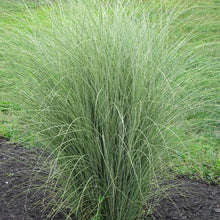 Load image into Gallery viewer, Miscanthus &#39;Morning Light&#39; - 3 Gallon Pot
