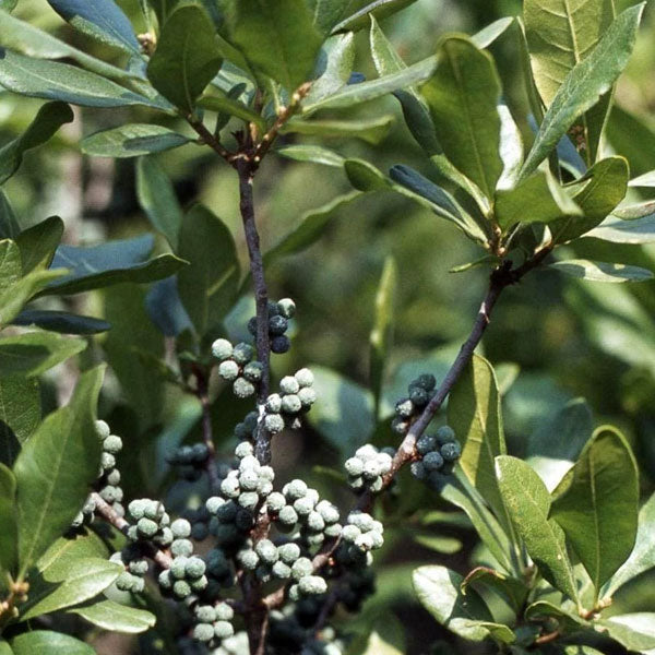Myrica pensylvanica - Bayberry - 3 Gallon Pot