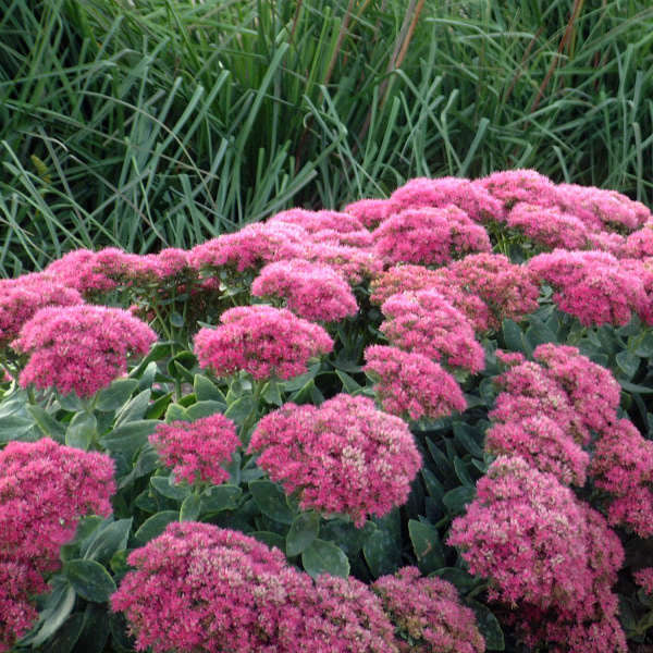 Sedum 'Neon' - 2 Gallon Pot
