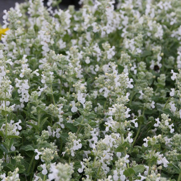 Nepeta 'White Walker'