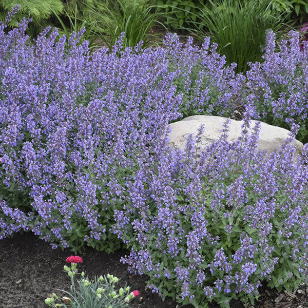 Nepeta 'Cat's Meow' PW - 2 Gallon Pot