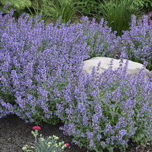 Load image into Gallery viewer, Nepeta &#39;Cat&#39;s Meow&#39; PW - 2 Gallon Pot

