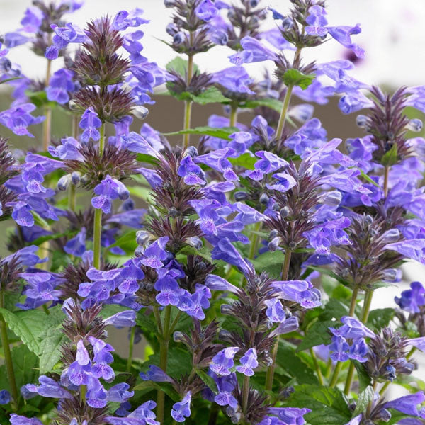 Nepeta 'Neptune' - 2 Gallon Pot