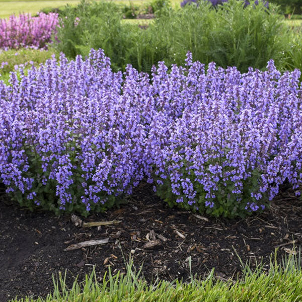 Nepeta 'Cat's Pajamas' PW - 2 Gallon Pot