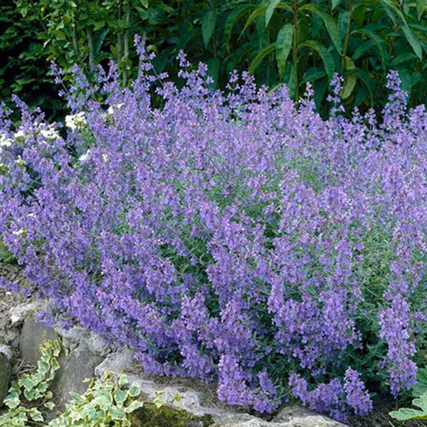 Nepeta 'Kit Kat' - 2 Gallon Pot