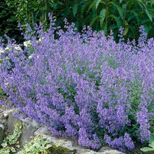 Load image into Gallery viewer, Nepeta &#39;Kit Kat&#39; - 2 Gallon Pot
