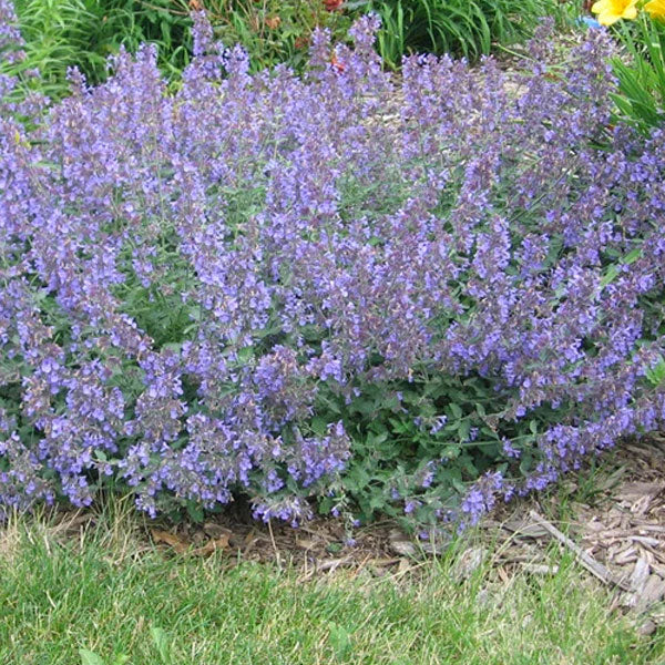 Nepeta 'Walker's Low'