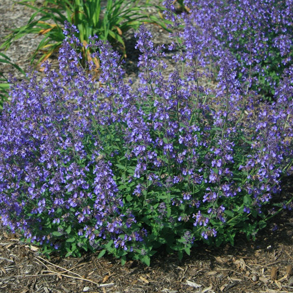 Nepeta 'Junior Walker' - 2 Gallon Pot